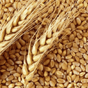 wheat